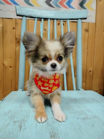 チワワ（ロングコート）