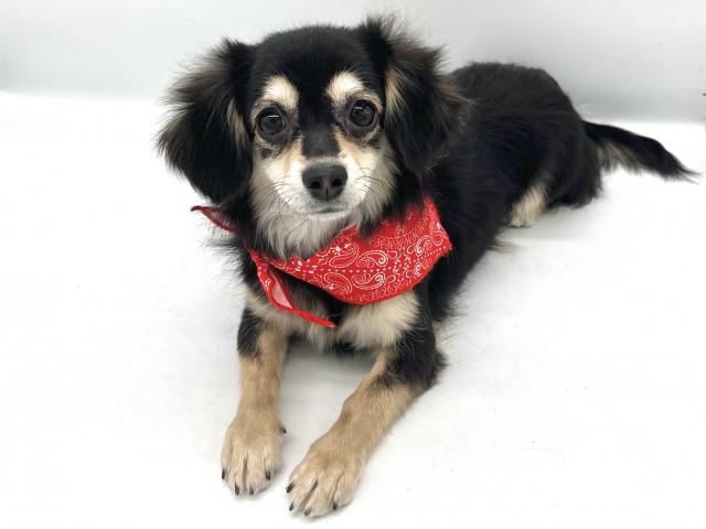 MIXチワワ×M.ダックス