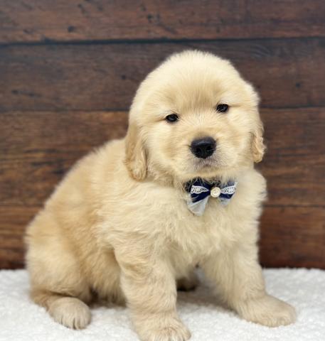 ゴールデンレトリーバー