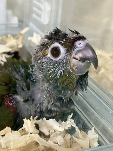 アカハラウロコインコ