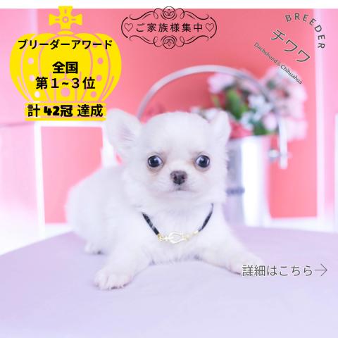 チワワ　ロング