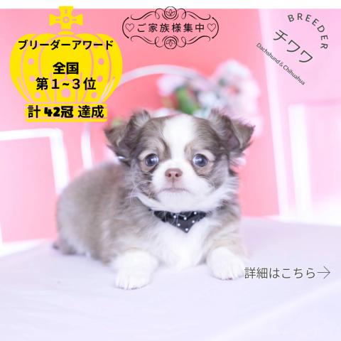 チワワ　ロング