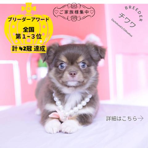 チワワ　ロング