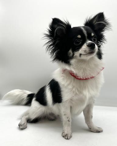 チワワ（ロングコート）