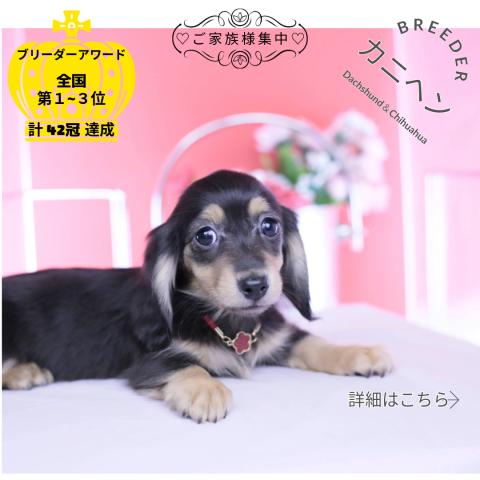 カニヘンダックスフンド　ロング