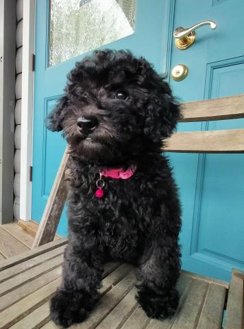 MIXボードゥードル：モカ