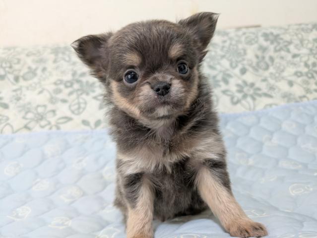 チワワ（ロングコート）