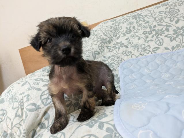 チャイニーズクレステッドドッグ