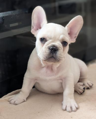 フレンチブルドッグ