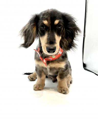 ミニチュアダックスフンド