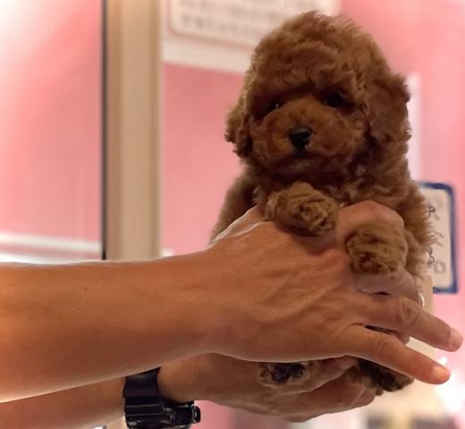 トイプードルタイニーサイズ確定の子🌸フワモコの可愛い子🌸エイプリルのサプライズ特価🌸お迎え総額198,000円🌸今なら更にお得に🌸