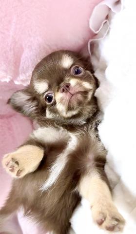 チワワ（ロングコート）