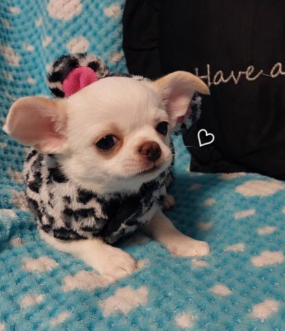 チワワ（スムースコート）