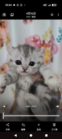 アメリカンカール