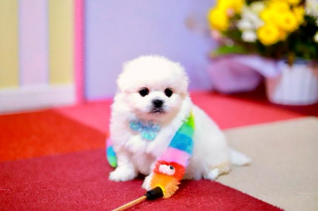 ポメラニアン×ペキニーズ