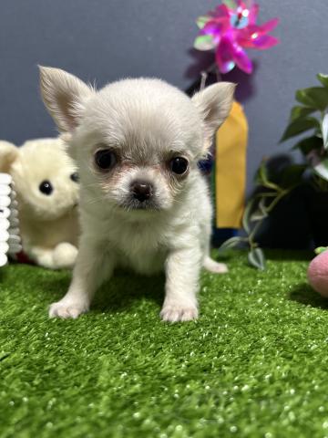 チワワ（ロングコート）