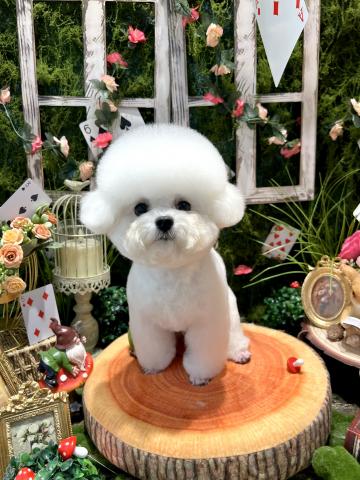 ビションフリーゼ🏛️Pan🏛️