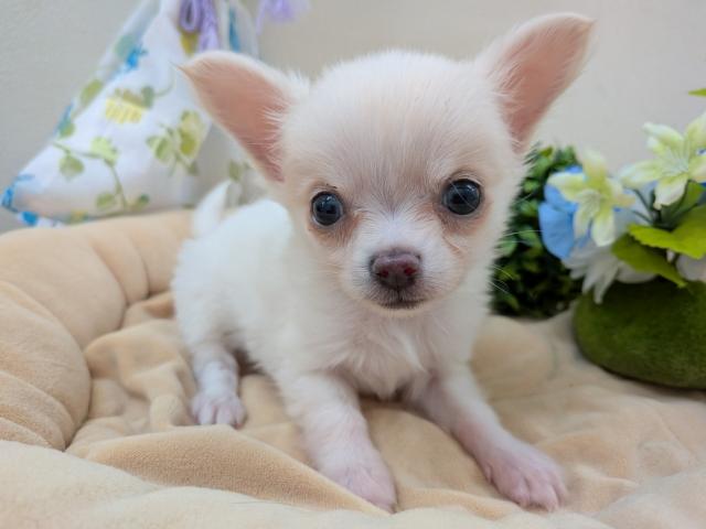 チワワ（ロングコート）