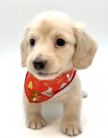 ミニチュアダックスフンド