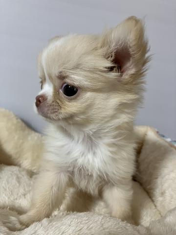 チワワ（ロングコート）