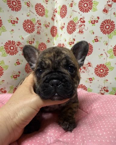 フレンチブルドッグ