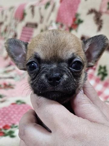 チワワ（スムースコート）