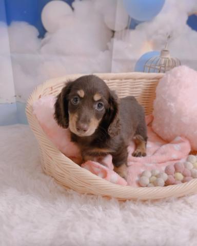 カニンヘンダックスフンド