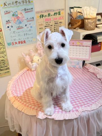ミニチュアシュナウザー（ホワイト）