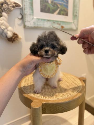 トイプードル🌺Merle🌺