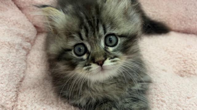 ミヌエット（旧ナポレオン）