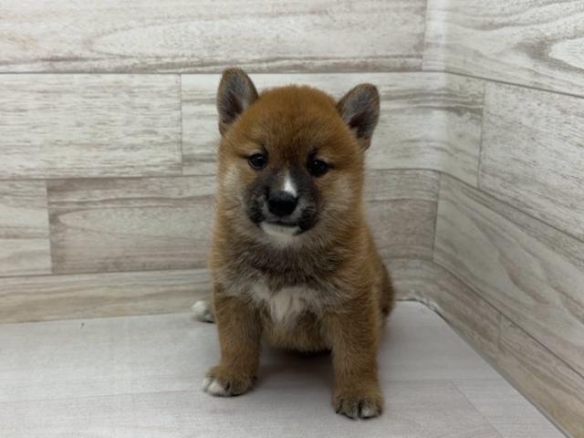 柴犬