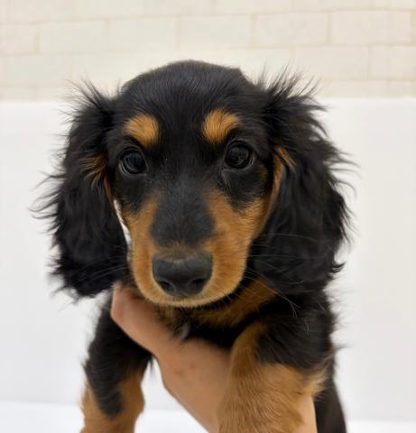 ミニチュアダックスフンド