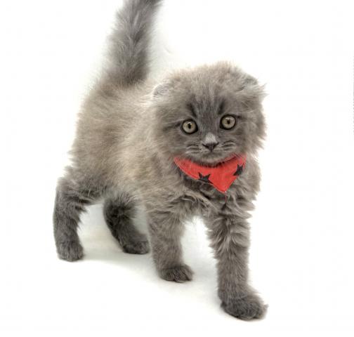 スコティッシュフォールド