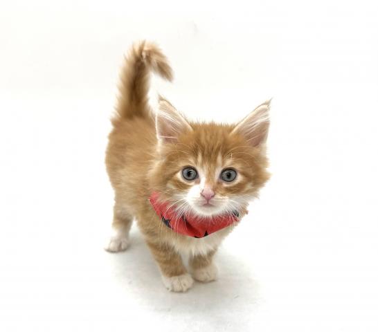 ノルウェージャンフォレストキャット