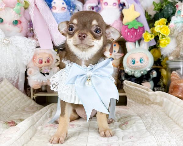 チワワ（スムースコート）