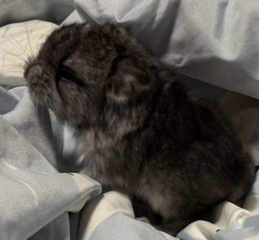 チンチラ(スタンダードグレー)・1️⃣