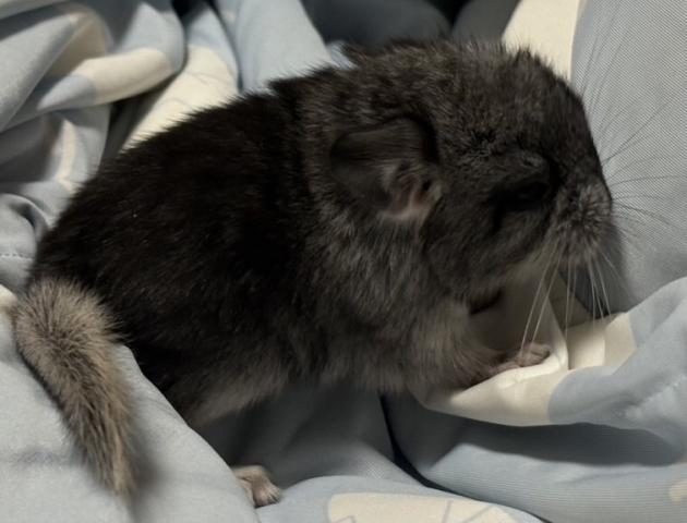 チンチラ(スタンダードグレー)・2️⃣