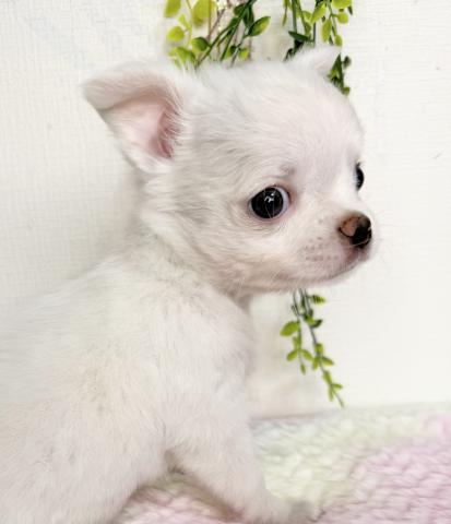 チワワ（ロングコート）