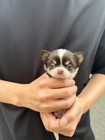 チワワ（ロングコート）