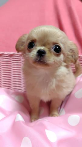 チワワ（ロングコート）