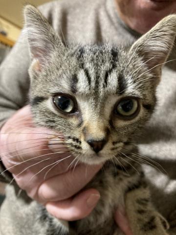 アメリカンショートヘアー