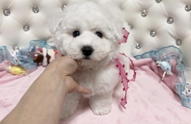 ビションフリーゼ