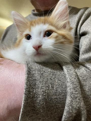 ノルウェージャンフォレストキャット