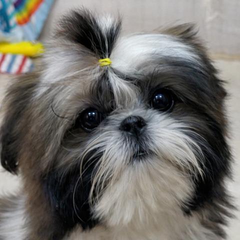 シーズー♪ももえママ’の長男くん