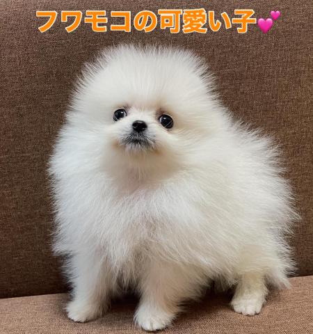 ポメラニアン人気のポメラニアン🌸【プレミアクラス】ふわもこの可愛い子🌸GWのサプライズ特価298,000円🌸今なら更にお得に🌸