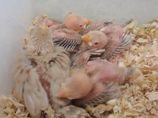 シナモン文鳥　雛　(^_-)-☆