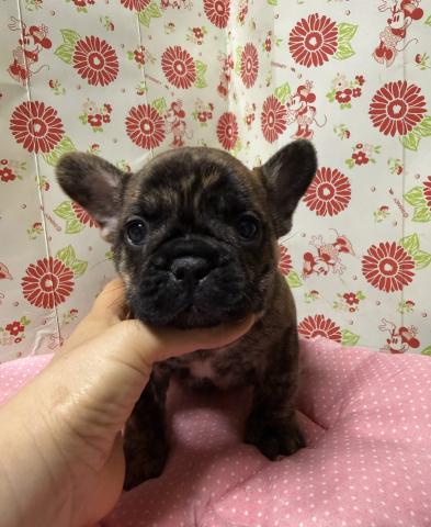 フレンチブルドッグ