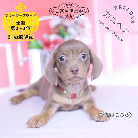 カニヘンダックスフンド　スムース