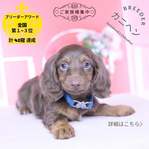 カニヘンダックスフンド　ロング