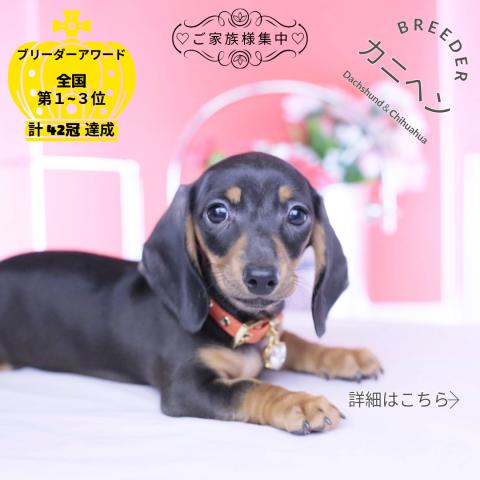 カニヘンダックスフンド　スムース